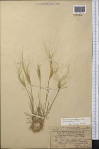Taeniatherum caput-medusae (L.) Nevski, Middle Asia, Western Tian Shan & Karatau (M3) (Kazakhstan)