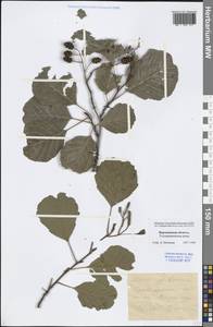 Alnus glutinosa (L.) Gaertn., Eastern Europe, Central forest-and-steppe region (E6) (Russia)