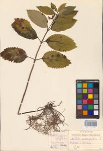MHA 0 154 093, Melittis melissophyllum L., Eastern Europe, West Ukrainian region (E13) (Ukraine)