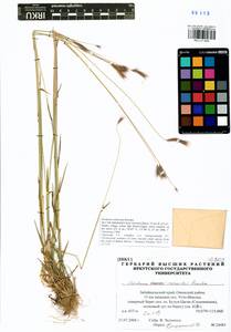 Hordeum roshevitzii Bowden, Siberia, Baikal & Transbaikal region (S4) (Russia)