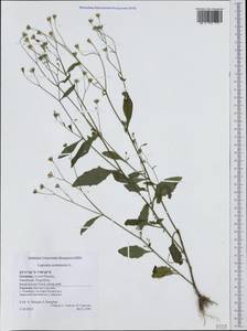 Lapsana communis, Western Europe (EUR) (Germany)