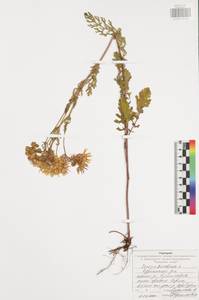 Jacobaea vulgaris subsp. vulgaris, Eastern Europe, Central region (E4) (Russia)