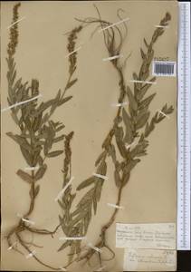 Lythrum salicaria L., Middle Asia, Muyunkumy, Balkhash & Betpak-Dala (M9) (Kazakhstan)