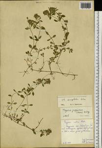 Thymus semiglaber Klokov, Siberia, Russian Far East (S6) (Russia)