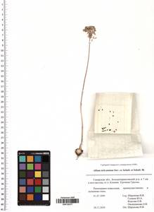 Allium delicatulum Siev. ex Schult. & Schult.f., Eastern Europe, Middle Volga region (E8) (Russia)