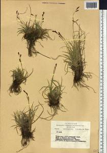 Carex ledebouriana C.A.Mey. ex Trevir., Siberia, Altai & Sayany Mountains (S2) (Russia)