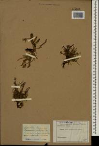 Taraxacum palustre (Lyons) Symons, Eastern Europe, North-Western region (E2) (Russia)