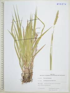 Calamagrostis korotkyi Litv., Siberia, Russian Far East (S6) (Russia)