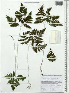 Gymnocarpium dryopteris (L.) Newm., Siberia, Baikal & Transbaikal region (S4) (Russia)
