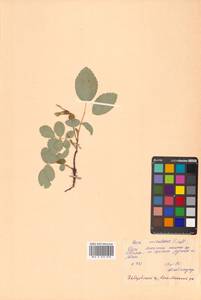 Rosa acicularis Lindl., Siberia, Russian Far East (S6) (Russia)