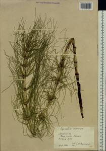 Equisetum telmateia Ehrh., Eastern Europe, West Ukrainian region (E13) (Ukraine)