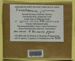 Forsstroemia japonica (Besch.) Paris, Bryophytes, Bryophytes - Russian Far East (excl. Chukotka & Kamchatka) (B20) (Russia)