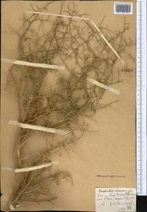 Convolvulus erinaceus Ledeb., Middle Asia, Syr-Darian deserts & Kyzylkum (M7)