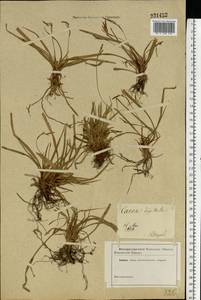 Carex digitata L., Eastern Europe, North-Western region (E2) (Russia)