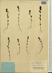 Euphrasia pectinata subsp. pectinata, Siberia, Altai & Sayany Mountains (S2) (Russia)