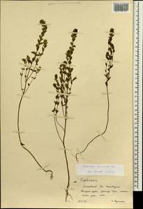 Euphrasia pectinata Ten., Siberia, Altai & Sayany Mountains (S2) (Russia)