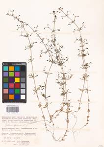 Galium spurium L., Eastern Europe, Lower Volga region (E9) (Russia)