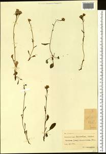 Tephroseris subfrigida (Kom.) Holub, Siberia, Chukotka & Kamchatka (S7) (Russia)
