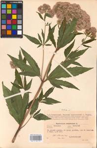 Eupatorium cannabinum L., Eastern Europe, Central region (E4) (Russia)