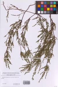 Calluna vulgaris (L.) Hull, Eastern Europe, Moscow region (E4a) (Russia)