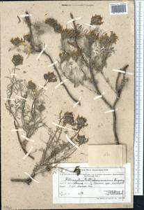 Astragalus fedtschenkoanus Lipsky, Middle Asia, Northern & Central Tian Shan (M4) (Kazakhstan)