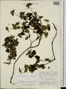 Clinopodium vulgare L., Caucasus, North Ossetia, Ingushetia & Chechnya (K1c) (Russia)