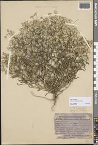 Senecio subdentatus Ledeb., Middle Asia, Karakum (M6) (Turkmenistan)