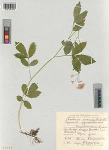 KUZ 005 409, Cardamine macrophylla Willd., Siberia, Altai & Sayany Mountains (S2) (Russia)