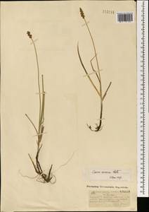 Carex curaica Kunth, Mongolia (MONG) (Mongolia)