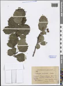 Crataegus dahurica (Dieck) Koehne, Siberia, Russian Far East (S6) (Russia)