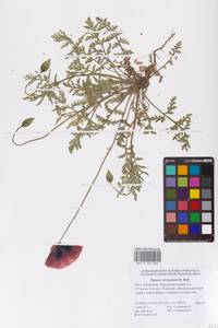 Papaver arenarium M.Bieb., Eastern Europe, Lower Volga region (E9) (Russia)