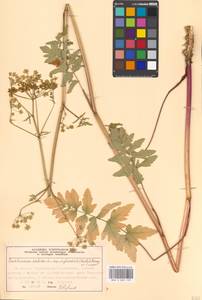 Pastinaca sativa L., Eastern Europe, Moscow region (E4a) (Russia)