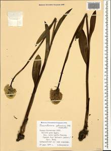 Traunsteinera sphaerica (M.Bieb.) Schltr., Caucasus, North Ossetia, Ingushetia & Chechnya (K1c) (Russia)