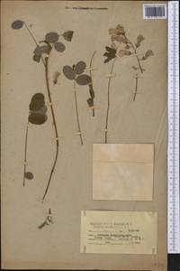 Robinia hispida L., America (AMER) (United States)