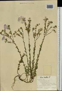 Linum hirsutum L., Eastern Europe, North Ukrainian region (E11) (Ukraine)