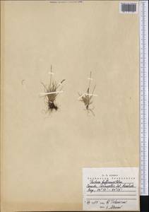 Festuca baffinensis Polunin, America (AMER) (Canada)