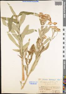 Jacobaea paludosa subsp. lanata (Holub) B. Nord., Eastern Europe, Eastern region (E10) (Russia)
