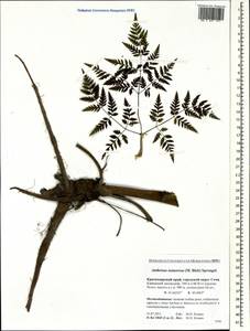 Anthriscus sylvestris subsp. sylvestris, Caucasus, Krasnodar Krai & Adygea (K1a) (Russia)