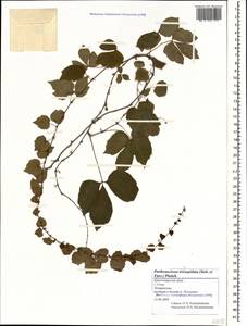 Parthenocissus tricuspidata (Siebold & Zucc.) Planch., Caucasus, Black Sea Shore (from Novorossiysk to Adler) (K3) (Russia)