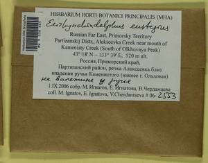 Eurhynchiadelphus eustegia (Besch.) Ignatov & Huttunen, Bryophytes, Bryophytes - Russian Far East (excl. Chukotka & Kamchatka) (B20) (Russia)