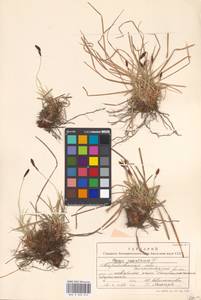 Carex montana L., Eastern Europe, Eastern region (E10) (Russia)