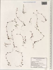 Koenigia islandica L., South Asia, South Asia (Asia outside ex-Soviet states and Mongolia) (ASIA) (China)