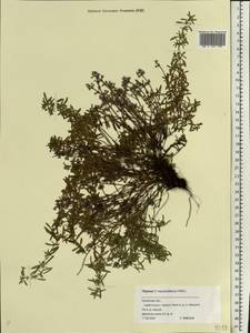 Thymus pannonicus All., Eastern Europe, Central region (E4) (Russia)