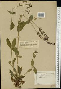 Silene dioica subsp. dioica, Eastern Europe, Central forest-and-steppe region (E6) (Russia)