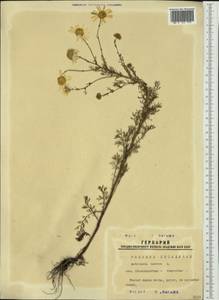 Tripleurospermum inodorum (L.) Sch.-Bip, Siberia, Western Siberia (S1) (Russia)