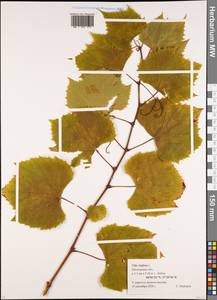 Vitis vinifera L., Eastern Europe, Moscow region (E4a) (Russia)