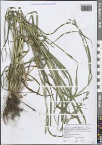 Lolium multiflorum Lam., Eastern Europe, Volga-Kama region (E7) (Russia)