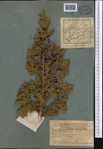 Juniperus communis var. saxatilis Pall., Middle Asia, Pamir & Pamiro-Alai (M2) (Tajikistan)