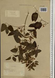 Clematis terniflora var. mandshurica (Rupr.) Ohwi, Siberia, Altai & Sayany Mountains (S2) (Russia)