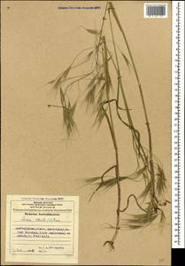 Bromus sterilis L., Caucasus, Azerbaijan (K6) (Azerbaijan)